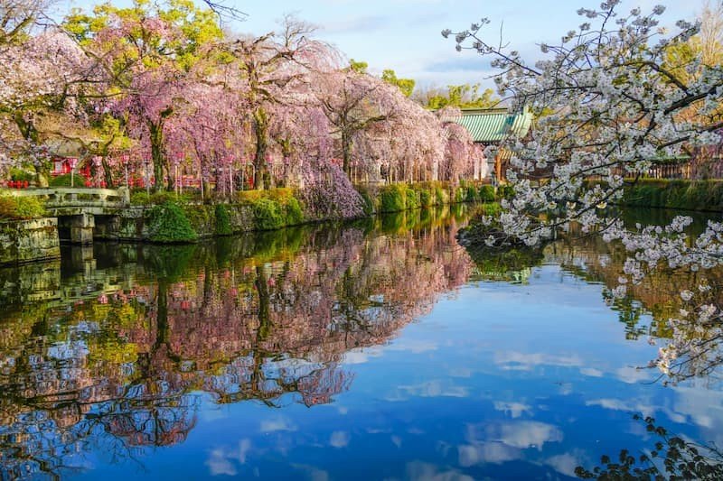 ⛩️ 미시마 대사(미시마타이샤)